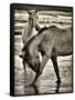 Beach Horses I-David Drost-Framed Stretched Canvas