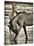 Beach Horses I-David Drost-Stretched Canvas