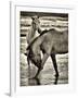 Beach Horses I-David Drost-Framed Photographic Print