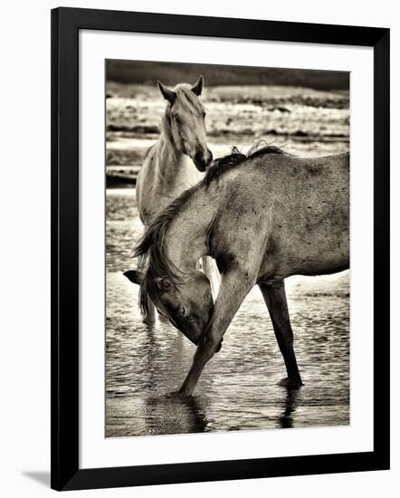 Beach Horses I-David Drost-Framed Photographic Print