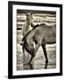 Beach Horses I-David Drost-Framed Photographic Print