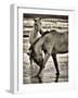 Beach Horses I-David Drost-Framed Photographic Print