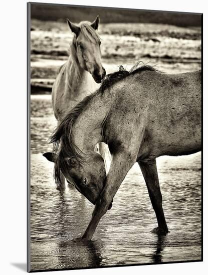 Beach Horses I-David Drost-Mounted Photographic Print