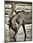 Beach Horses I-David Drost-Mounted Photographic Print