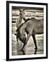 Beach Horses I-David Drost-Framed Photographic Print