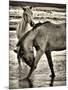 Beach Horses I-David Drost-Mounted Photographic Print