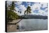 Beach in Prince Rupert Bay, Dominica, West Indies, Caribbean, Central America-Michael Runkel-Stretched Canvas