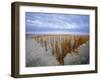 Beach in the Early Morning, Darss, Mecklenburg-Vorpommern, Germany-Thorsten Milse-Framed Photographic Print