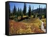 Beach Lake Trail with Fall Color, Mt. Rainier National Park, Washington, USA-Jamie & Judy Wild-Framed Stretched Canvas