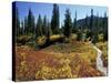 Beach Lake Trail with Fall Color, Mt. Rainier National Park, Washington, USA-Jamie & Judy Wild-Stretched Canvas
