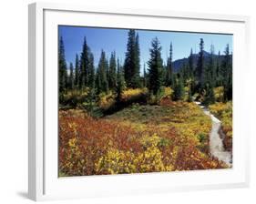 Beach Lake Trail with Fall Color, Mt. Rainier National Park, Washington, USA-Jamie & Judy Wild-Framed Photographic Print