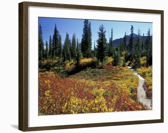 Beach Lake Trail with Fall Color, Mt. Rainier National Park, Washington, USA-Jamie & Judy Wild-Framed Photographic Print