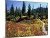 Beach Lake Trail with Fall Color, Mt. Rainier National Park, Washington, USA-Jamie & Judy Wild-Mounted Photographic Print