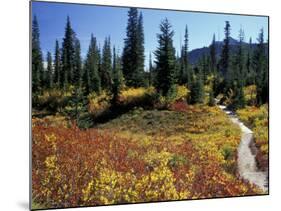 Beach Lake Trail with Fall Color, Mt. Rainier National Park, Washington, USA-Jamie & Judy Wild-Mounted Photographic Print