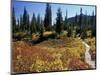 Beach Lake Trail with Fall Color, Mt. Rainier National Park, Washington, USA-Jamie & Judy Wild-Mounted Photographic Print