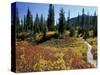 Beach Lake Trail with Fall Color, Mt. Rainier National Park, Washington, USA-Jamie & Judy Wild-Stretched Canvas