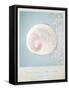 Beach Memories Moon Snail-Susannah Tucker-Framed Stretched Canvas