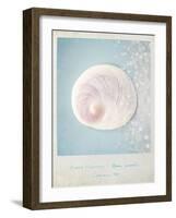 Beach Memories Moon Snail-Susannah Tucker-Framed Art Print