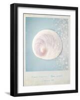 Beach Memories Moon Snail-Susannah Tucker-Framed Art Print