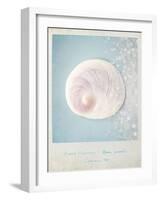 Beach Memories Moon Snail-Susannah Tucker-Framed Art Print