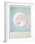 Beach Memories Moon Snail-Susannah Tucker-Framed Art Print