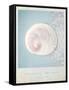 Beach Memories Moon Snail-Susannah Tucker-Framed Stretched Canvas