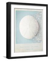 Beach Memories Sea Urchin-Susannah Tucker-Framed Art Print