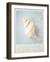 Beach Memories Small Conch-Susannah Tucker-Framed Art Print