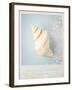 Beach Memories Small Conch-Susannah Tucker-Framed Art Print