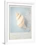 Beach Memories Small Conch-Susannah Tucker-Framed Art Print