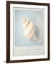 Beach Memories Small Conch-Susannah Tucker-Framed Art Print