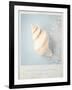 Beach Memories Small Conch-Susannah Tucker-Framed Art Print