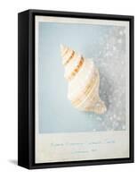 Beach Memories Small Conch-Susannah Tucker-Framed Stretched Canvas