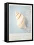 Beach Memories Small Conch-Susannah Tucker-Framed Stretched Canvas