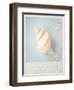 Beach Memories Small Conch-Susannah Tucker-Framed Art Print