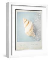 Beach Memories Small Conch-Susannah Tucker-Framed Art Print