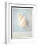 Beach Memories Small Conch-Susannah Tucker-Framed Art Print