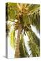 Beach Palm I-Karyn Millet-Stretched Canvas