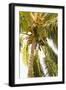 Beach Palm I-Karyn Millet-Framed Photographic Print