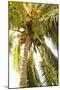 Beach Palm I-Karyn Millet-Mounted Photographic Print