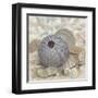 Beach Prize III-Arnie Fisk-Framed Art Print