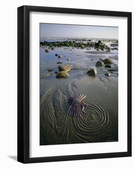 Beach, Queen Charlotte Islands, British Columbia (B.C.), Canada, North America-Oliviero Olivieri-Framed Photographic Print