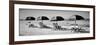 Beach Reunion-Gail Peck-Framed Photographic Print