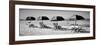 Beach Reunion-Gail Peck-Framed Photographic Print