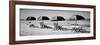 Beach Reunion-Gail Peck-Framed Photographic Print