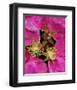 Beach rose rugosa pink-null-Framed Art Print