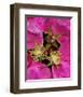 Beach rose rugosa pink-null-Framed Art Print