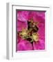 Beach rose rugosa pink-null-Framed Art Print