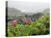 Beach Roses Along Marginal Way, Ogunquit, Maine, USA-Lisa S^ Engelbrecht-Stretched Canvas