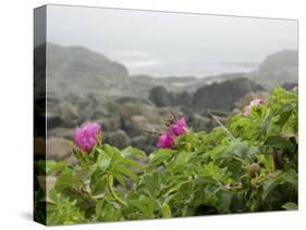 Beach Roses Along Marginal Way, Ogunquit, Maine, USA-Lisa S^ Engelbrecht-Stretched Canvas
